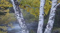 Triple Aspen